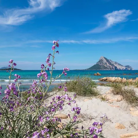 Myrsine 7d - Klodge * 무르타마리아