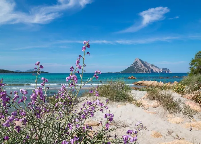 Myrsine 7d - Klodge * Murta Maria